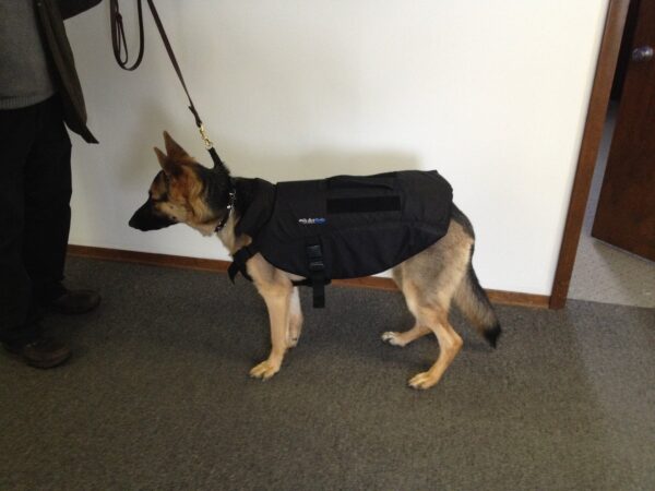 A dog on leash wearing a bulletproof vest