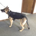 A dog wearing a bulletproof vest beside an open door