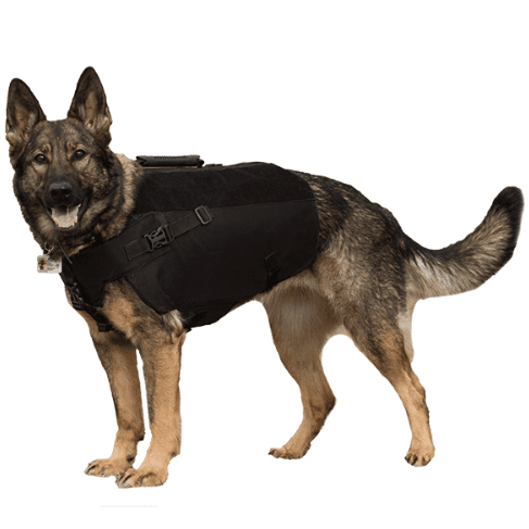 K9 dog wearing bulletproof vest