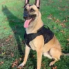 Artemis Dog Harness - No Pull No Tug No Choke Adjustable Breathable K-9 - Image 2