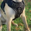 Artemis Dog Harness - No Pull No Tug No Choke Adjustable Breathable K-9 - Image 3