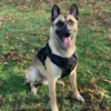 Artemis Dog Harness - No Pull No Tug No Choke Adjustable Breathable K-9 - Image 4
