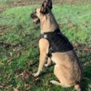 Artemis Dog Harness - No Pull No Tug No Choke Adjustable Breathable K-9 - Image 5