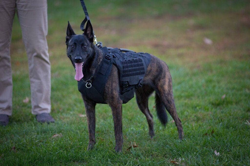 CaliberDog Ballistic Level III-A Kevlar Working Dog Vest - Active Dogs